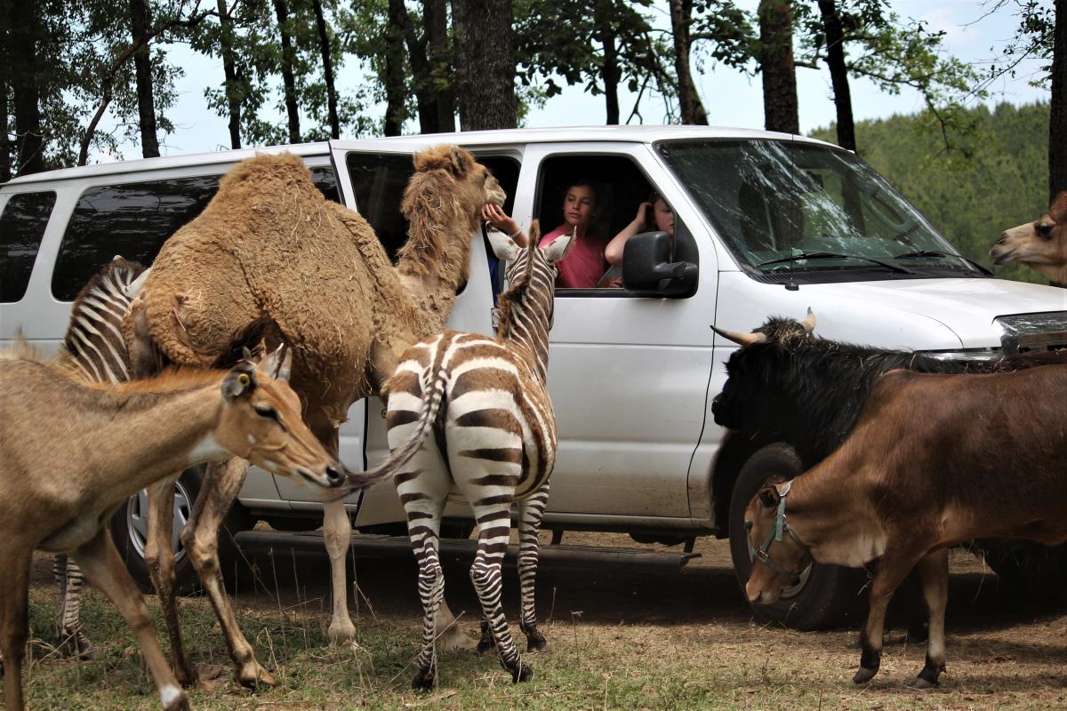 drive thru safari in south carolina